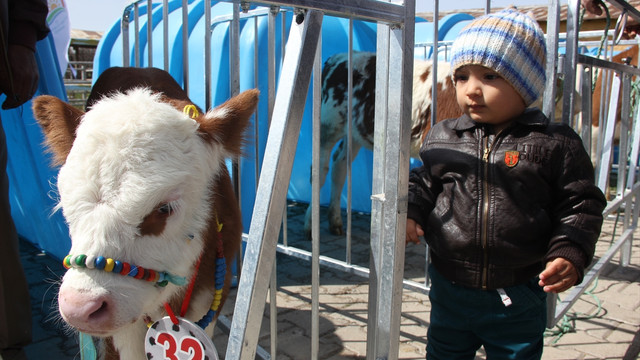 En Güzel Buzağı yarışması