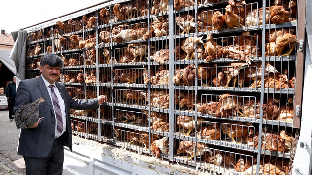 Eskişehir'de çiftçilere tavuk ve hindi dağıtıldı