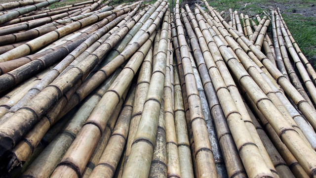 Etiyopya'da bambu ağacı sektörü