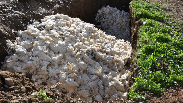 Fanlar çalışmayınca 40 bin tavuk telef oldu