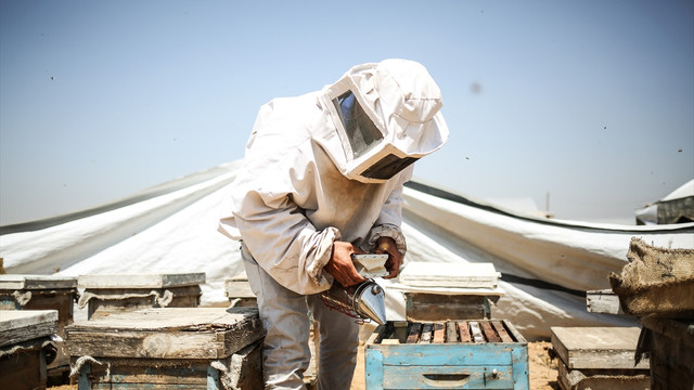 Gazze'de zor şartlarda bal üretimi