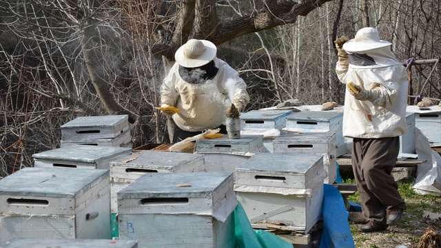 Hakkari'de arıcıların bahar mesaisi