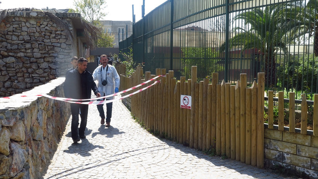 Hayvanat bahçesindeki kaplan, teyze ve yeğenini yaraladı