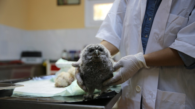 Hayvanat bahçesinde yavru baykuş sevinci