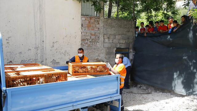 İzmir'de kaçak tavuk kesimi operasyonu