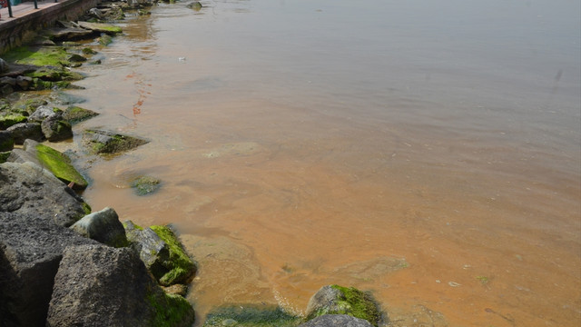 İzmit Körfezi'nde alg patlaması