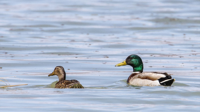 Karın erimesi Erçek Gölü'nde kuşların beslenme alanını genişletti