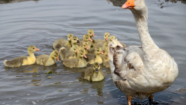 Kars kazı yetiştiricilerinde yeni sezon heyecanı