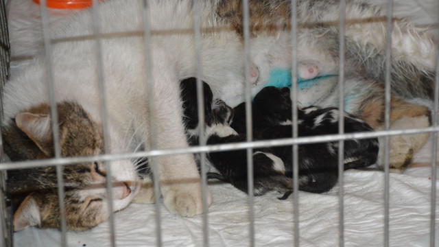 Kedinin yavruları sezaryen ile kurtuldu