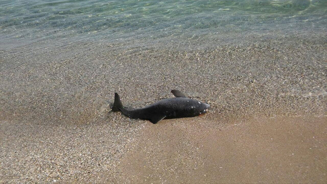 Kırklareli'de ölü yunuslar karaya vurdu