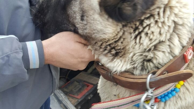 Kütahyada köpek dövüştüren 5 kişiye 23 bin lira ceza verildi