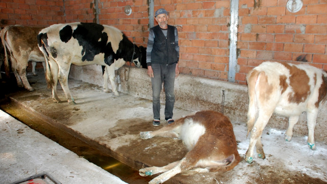 Kütahya'da küçükbaş hayvan ölümleri