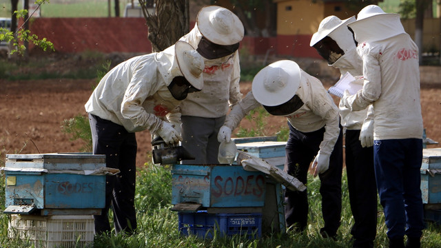 Mahkumlara arıcılık kursu