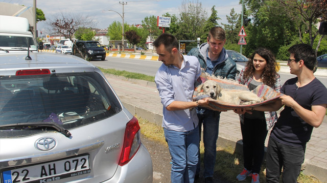 Edirnede yaralı köpeğe vatandaşlar sahip çıktı!