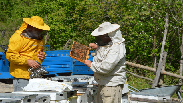 Sakarya'da toplu arı ölümleri