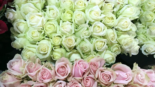 Şanlıurfa'dan süs bitkileri atağı