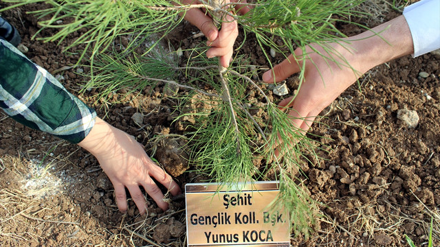 Şehitlerin anısına Diyarbakır'da hatıra ormanı