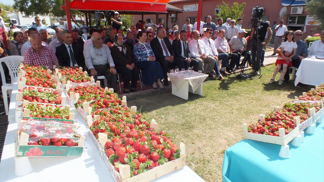 Silifke'de en iyi çilek yetiştiriciliği yarışması