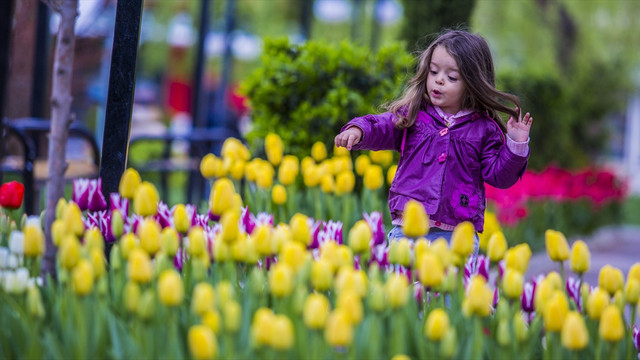 Sincana 1.5 milyon lale projesi