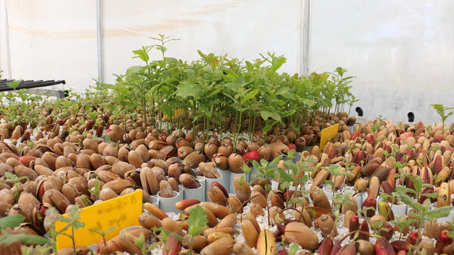 Siyah elmas Türkiyede üretilecek