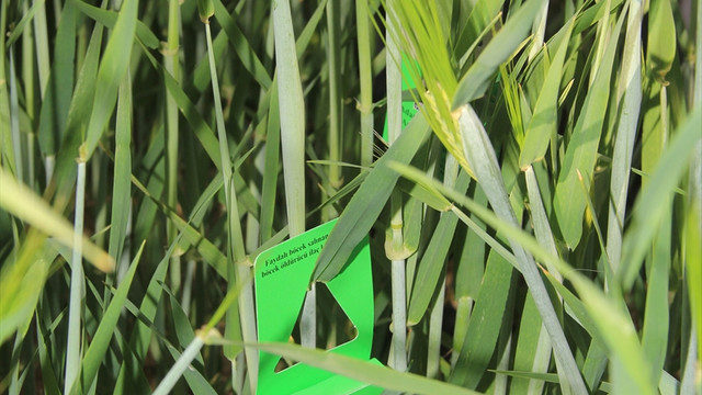 Süne savaşçıları iş başında