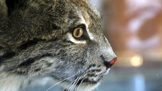 Telef olan vaşak doldurulup sergilenmeye başlandı