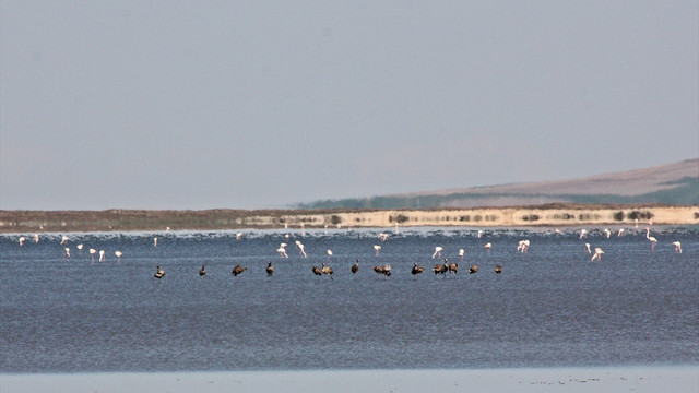 Turnalar Seyfe Gölü'nü sevdi