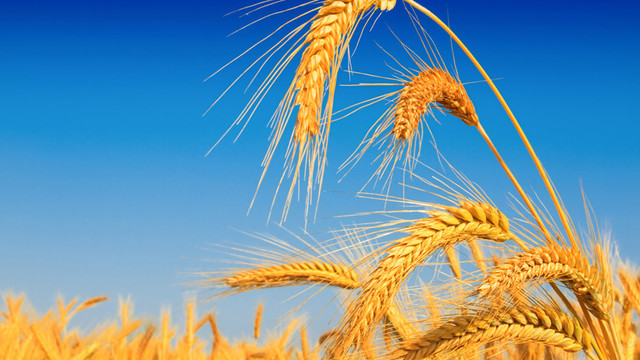 Buğdayda pas hastalığı tespit edildi