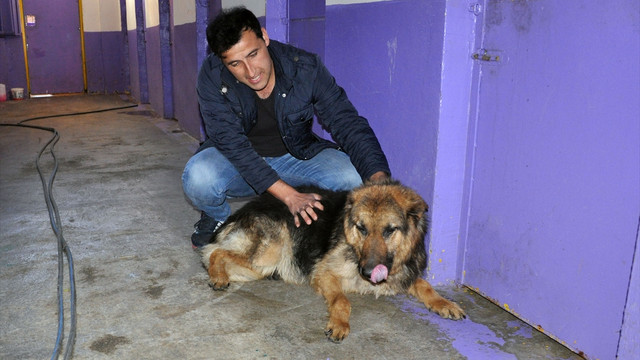 Yaşamaz denilen köpeğin değişimi görenleri şaşırtıyor