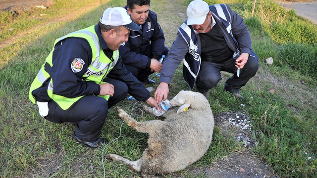 Yolda bulduğu yaralı koyunu polise teslim etti