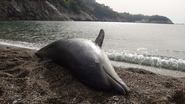 Karaya vuran yunus balığının ekiplerin müdahalesinden sonra öldüğü anlaşıldı