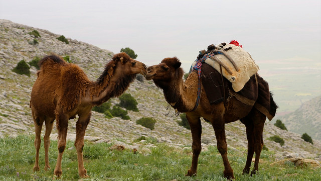 11. Sarıkeçililer Geleneksel Göç Kervanı etkinliği