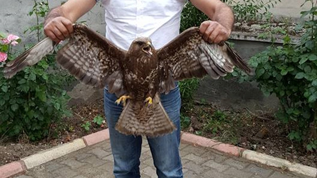 Adıyaman'da yaralı kartal bulundu