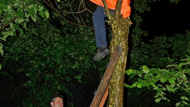 Ağaçta mahsur kalan kediyi itfaiye kurtardı