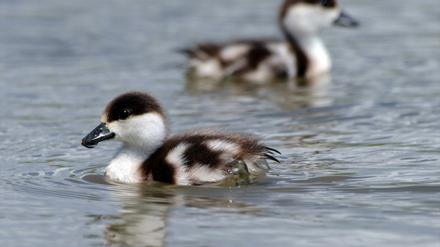 Angut yavruları doğayla buluştu