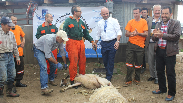 Ankara’da Ulusal Kırkım Şampiyonası düzenlenecek