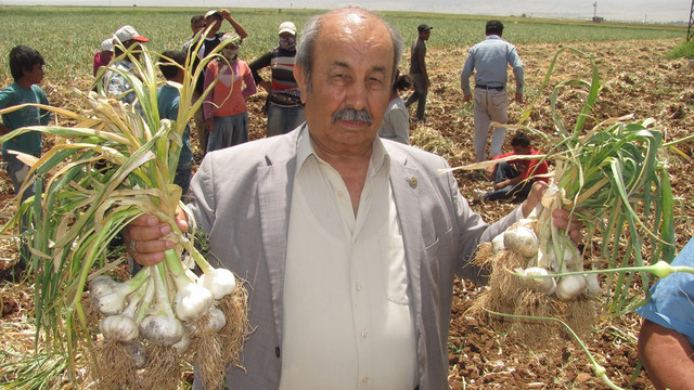 Araban'da sarımsak hasadı başladı