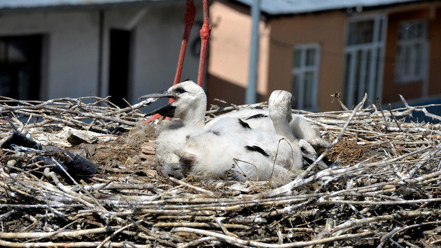 Ardahan'da elektrik direği leyleklere tahsis edildi