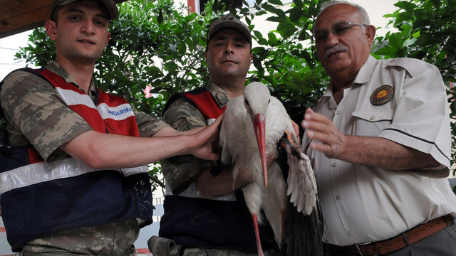 Jandarmadan yaralı leyleğe şefkat eli