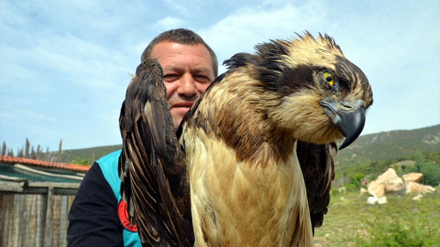 Avcıların vurduğu balık kartalı tedavi edilecek