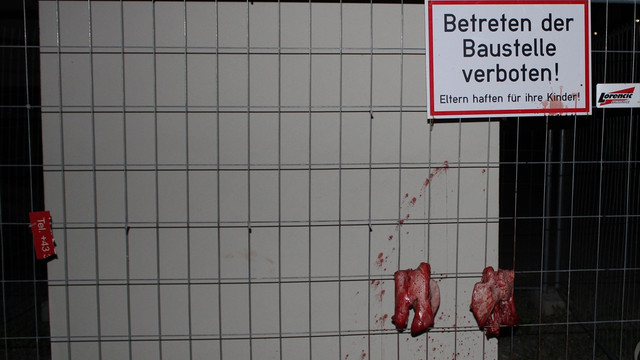 Avusturyada camiye domuzlu saldırı