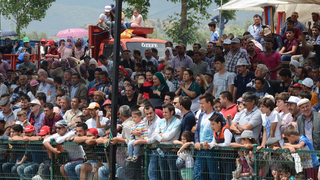 Aydın’da boğa güreşi
