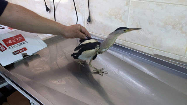 Balıkçıl kuşunu koliye hapsederek ölüme terk etmişler