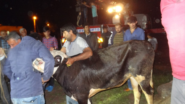 Batman'da su kuyusuna düşen dana kurtarıldı
