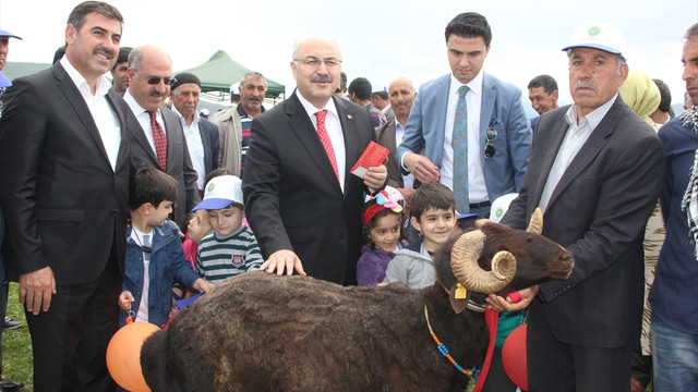 Bingöl'de en iyi kuzu ve koç yarışması