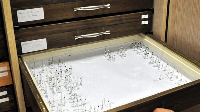 Böcek araştırmaları sanal ortamda paylaşılacak