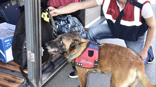 Bodrum'un hassas burunları Alçı ve Vade