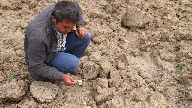 Çankırı'da toy kuşu yumurtası bulunduğu iddiası