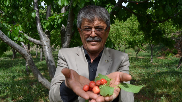 Dalbastı kirazı zararlılarına tuzaklı önlem