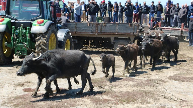 Samsunda Manda Festivali düzenlendi